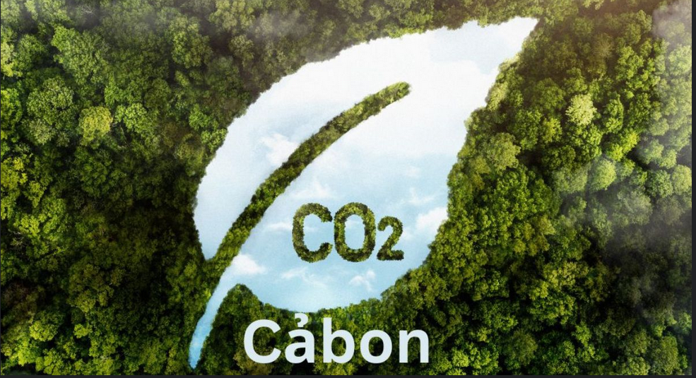 Carbon: Key Forms, Impacts, and Sustainability